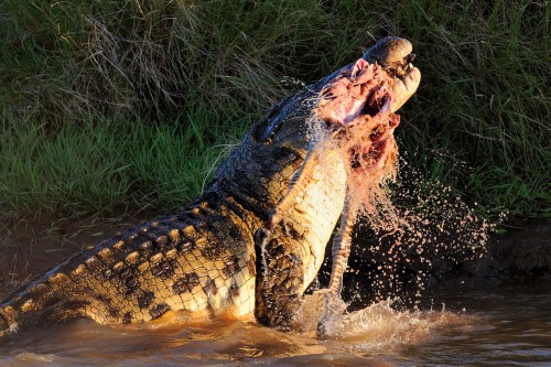 5crocodile-Maasai-Mara-Kenya-on-August-23-2015