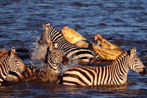 6crocodile-Maasai-Mara-Kenya-on-August-23-2015