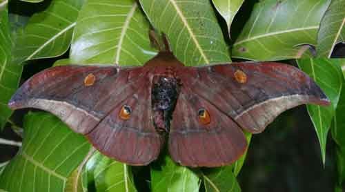 Antheraea assamensis