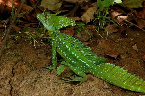 Basiliscus 2