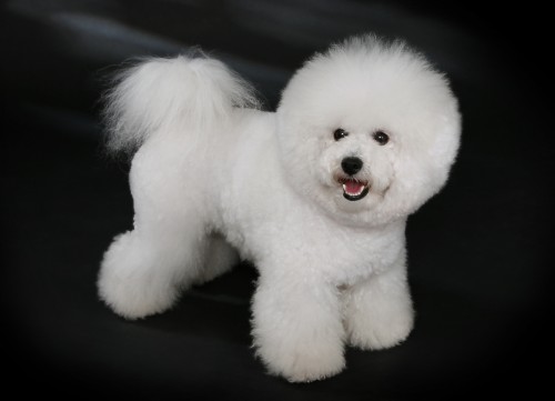 Bichon_Frisé