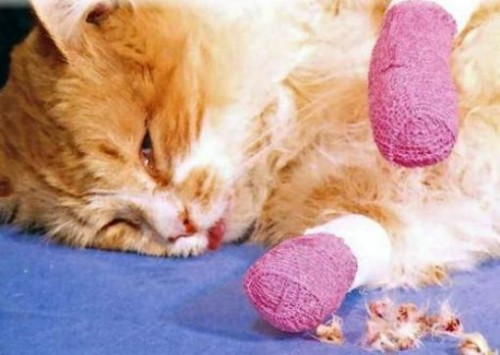 Cat-Declawing2