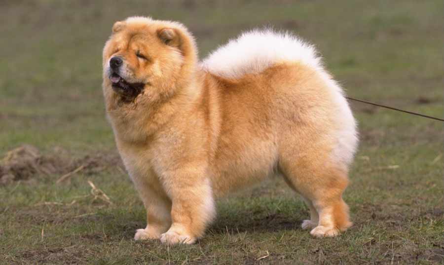 Mancaciosul Sau Chow Chow