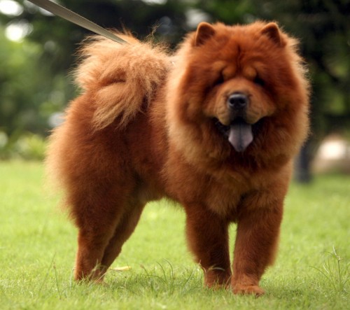 Chow Chow4