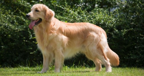 Golden_Retriever