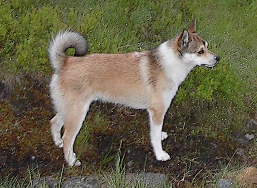 Norwegian Lundehund