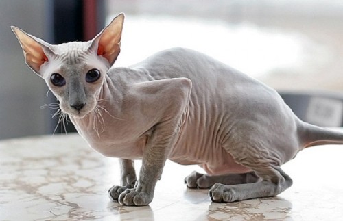 Peterbald