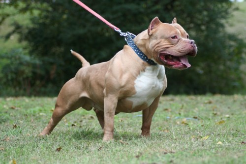 Pit-Bull-Dog