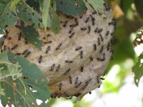 Polybia paulista1