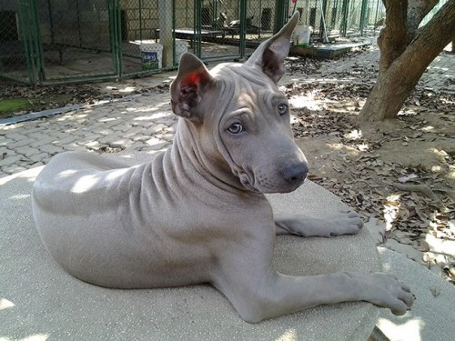 Thai Ridgeback