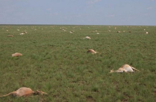 antilope moarte 1