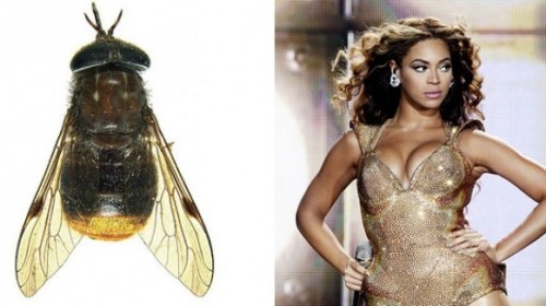 beyonce