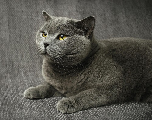 british shorthair sursa foto: fineartamerica.com