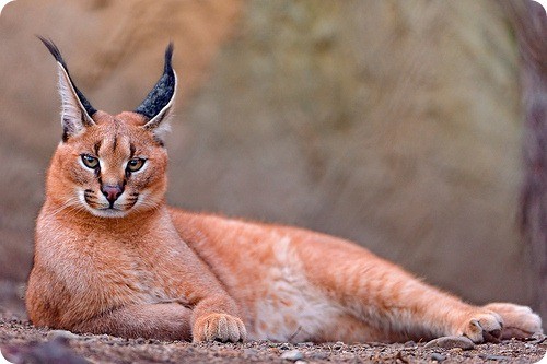 caracal2