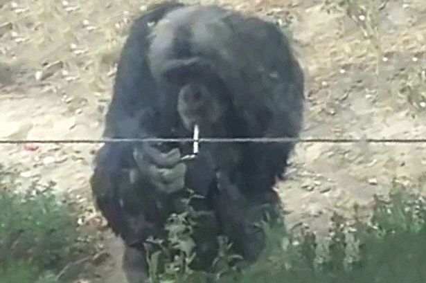 cimpanzeu fumand - sursa foto the Mirror