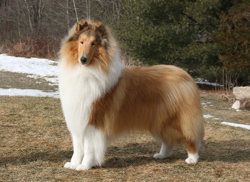 collie