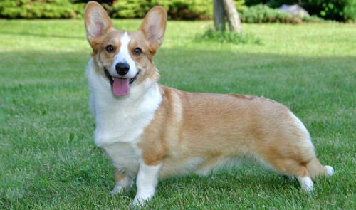 corgi