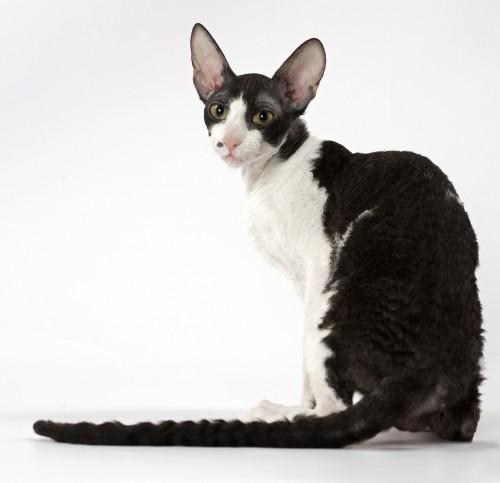 cornish rex