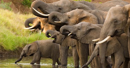 elefanti africa