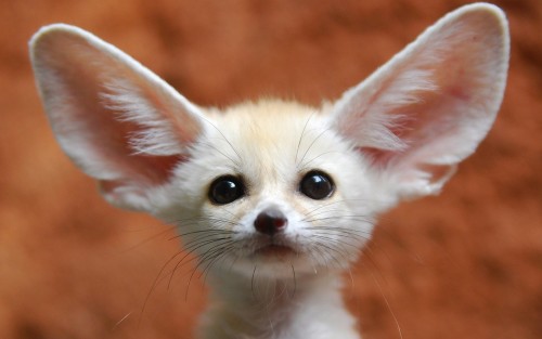 fennec fox1