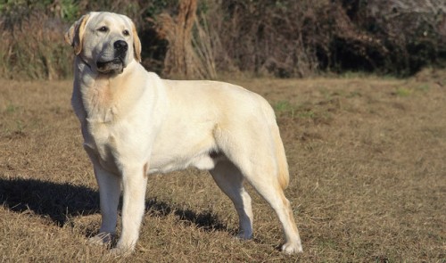 labrador