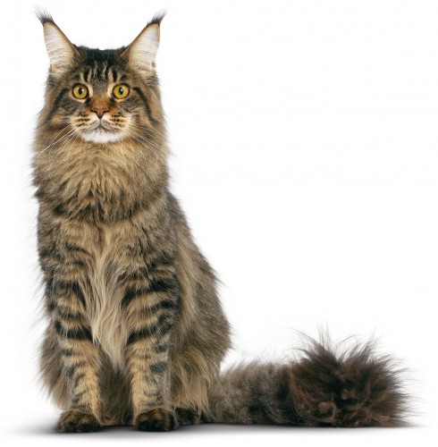 maine coon