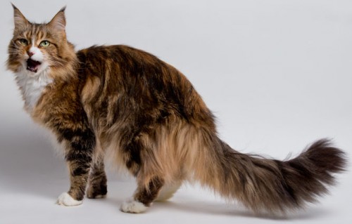 maine coon sursa foto: www.yourcat.co.uk