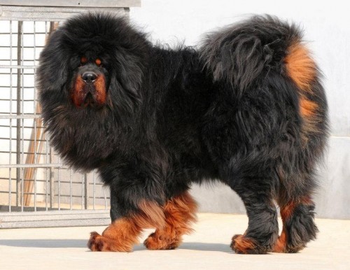 mastiff tibetan2