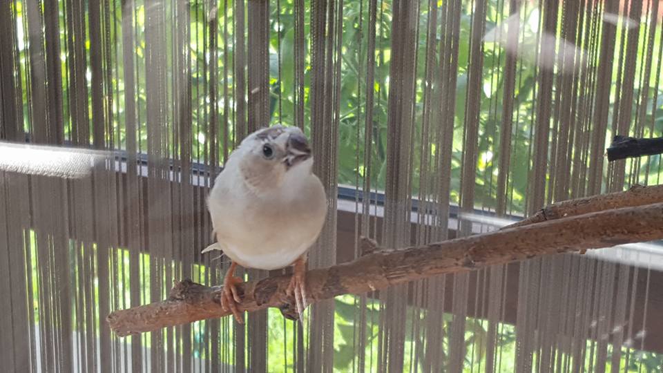 Cele mai mici păsări din lume: O pasăre