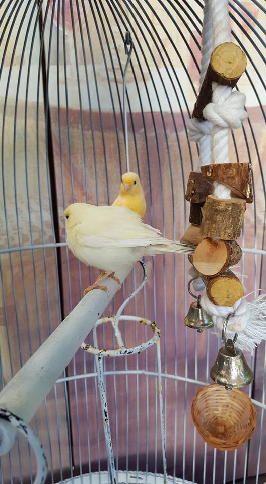 Doi papagali într-o cușcă