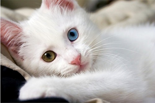 pisica alba