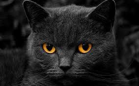 pisica neagra
