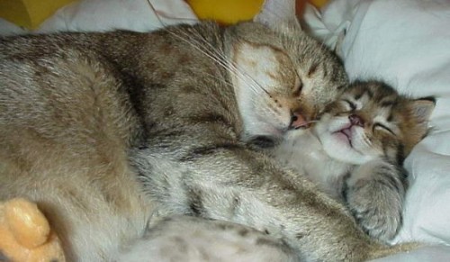 pisica somn1