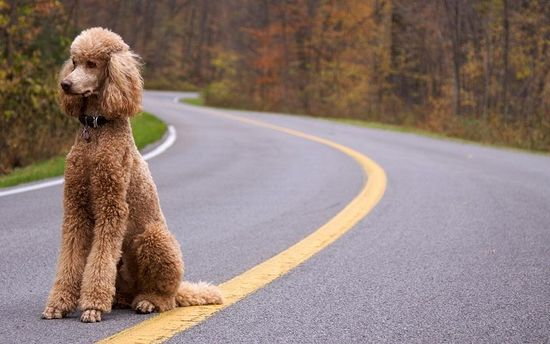 Caniche Una Dintre Cele Mai Vechi Rase De Caini