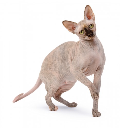 Sphynx