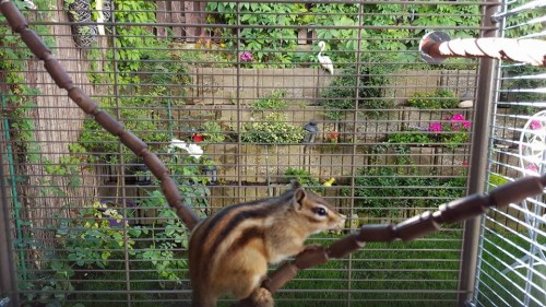 De ce UN ANIMAL SĂLBATIC nu are ce căuta în CAPTIVITATE? I VIDEO