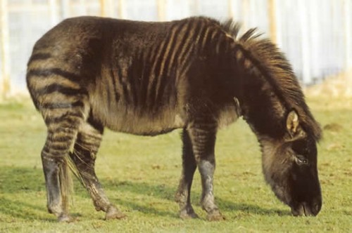 zebroid