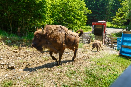 WWF-România: Populația de zimbri liberi din Carpații Meridionali va depăși 100 de exemplare, până în anul 2020