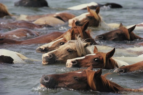 Annual Pony Penning Day Assateague