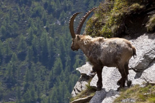 Masacru nejustificat – spun activistii pentru protectia animalelor. Brigitte Bardot ii cere lui Francois Hollande sa opreasca campania de eutanasiere a caprelor Ibex, declansata in Alpii Francezi