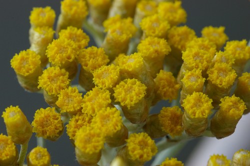 Helichrysum augustfoloum