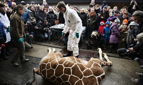 autopsia publica a girafei Marius