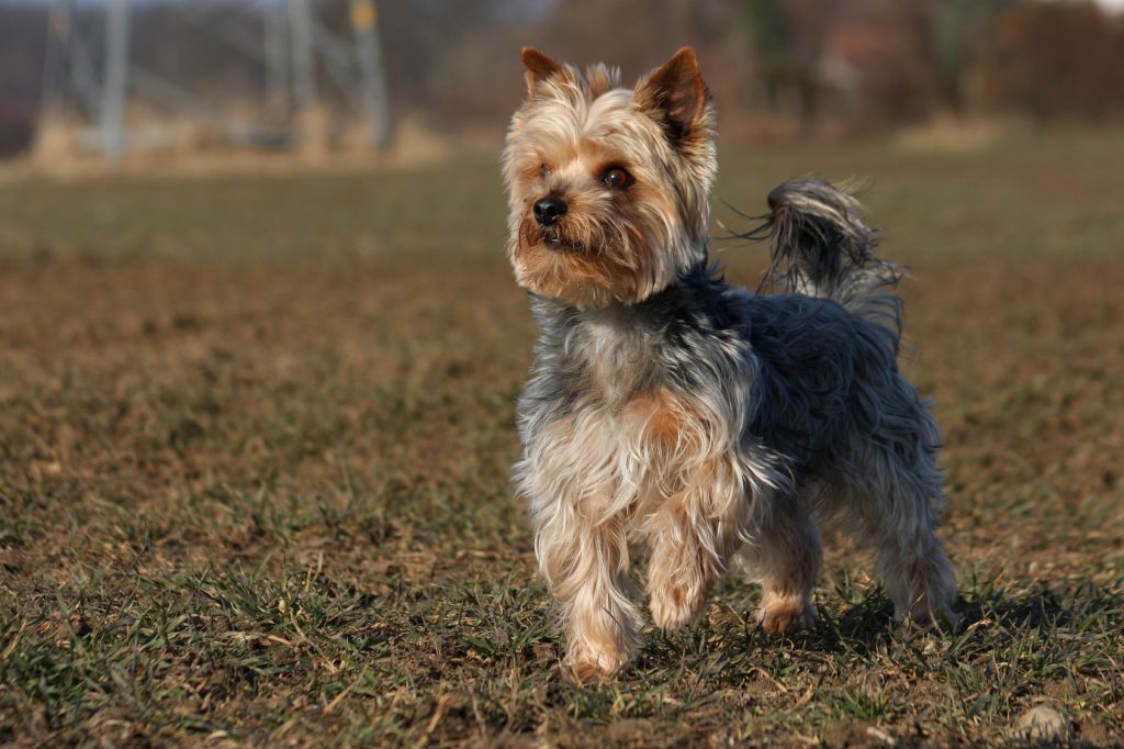 Yorkshire Terrier