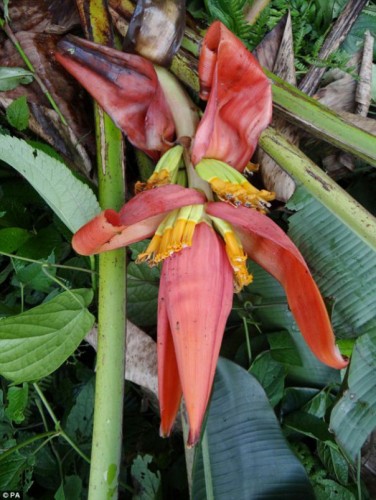 Musa Markkui - o noua specie de babanier