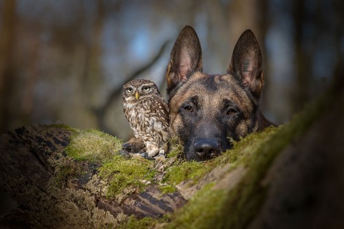 Atentie: fotografii care-ti vor merge la inima….”Iubesc frumusetea, puterea, loialitatea si curajul animalelor”!