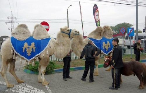 Nu-i deloc o gluma: doua camile scapate de la circ, la galop, pe artera principala din Suceava