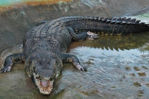 Cum credeti ca doarme un crocodil, daca stie ca prin preajma lui sunt oameni?