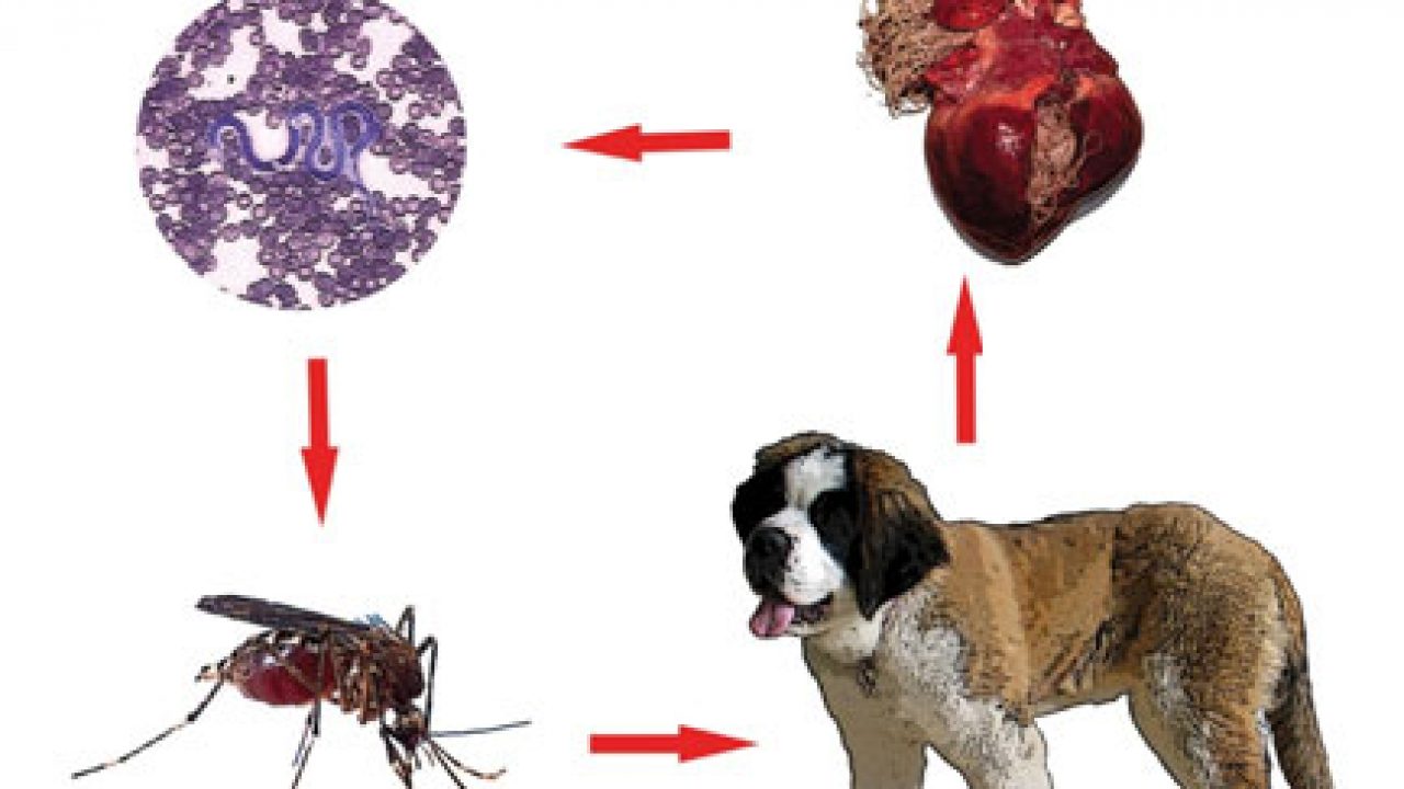 7 remedii naturale contra parazitilor intestinali - Viermi inimii cum să tratezi
