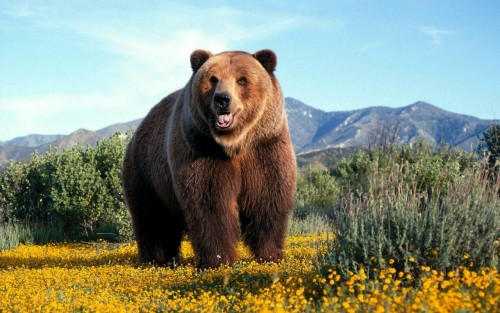 grizzly