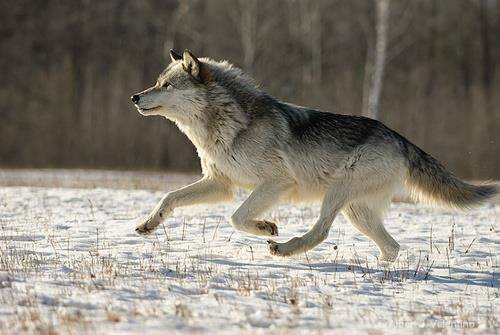 Domesticirea Cainilor Proveniti Din Lupii Suri S A Facut In